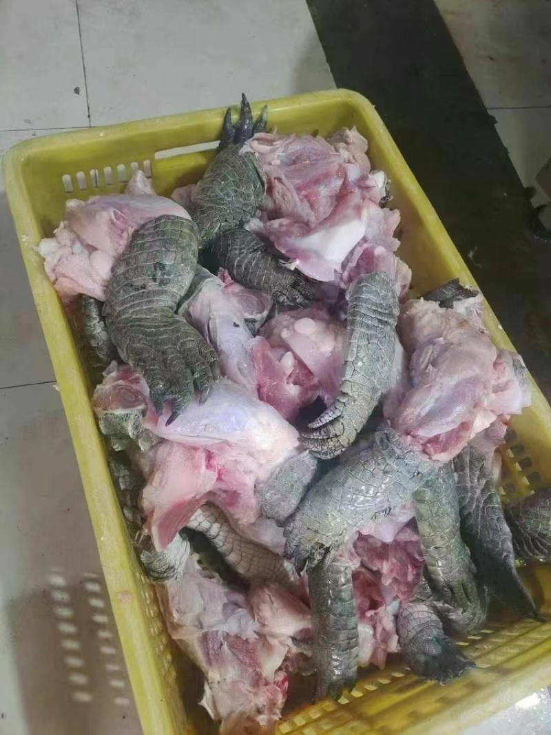 分割鳄鱼肉
