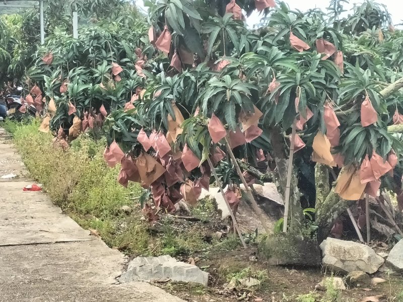 海南芒果-贵妃芒产地直发大量上市对接电商商超社团平台