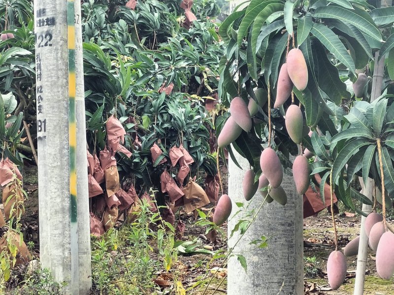海南芒果-贵妃芒产地直发大量上市对接电商商超社团平台