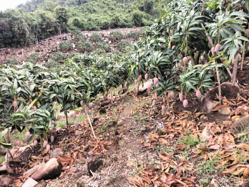 海南芒果-贵妃芒产地直发大量上市对接电商商超社团平台