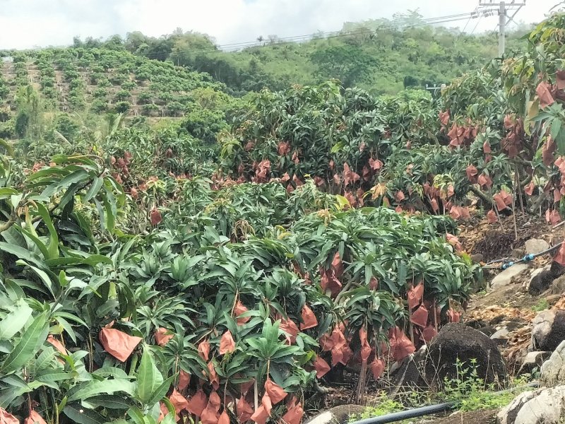 海南芒果-贵妃芒产地直发大量上市对接电商商超社团平台