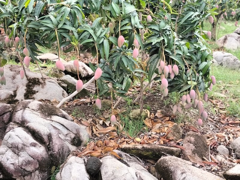 海南芒果-贵妃芒产地直发大量上市对接电商商超社团平台