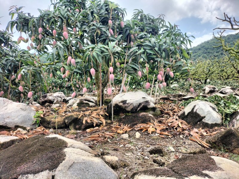 海南芒果-贵妃芒产地直发大量上市对接电商商超社团平台