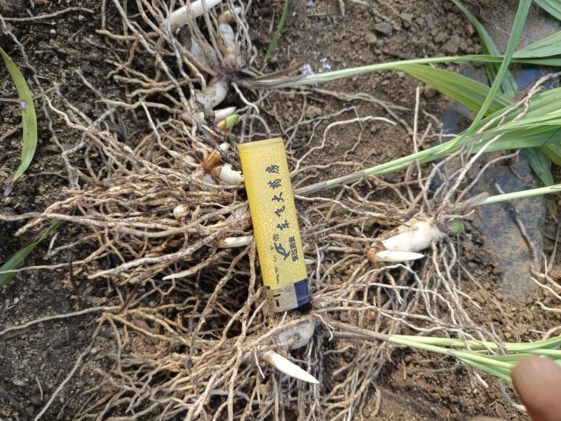 小紫花白芨苗