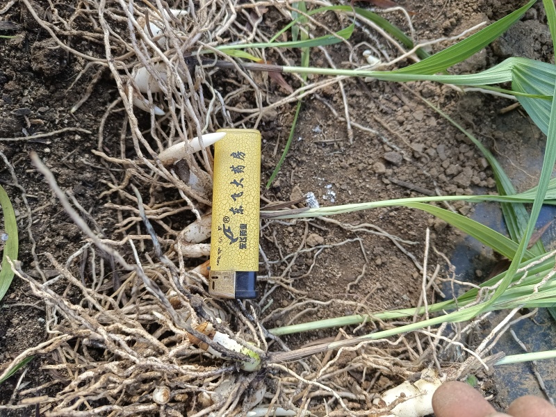 小紫花白芨苗