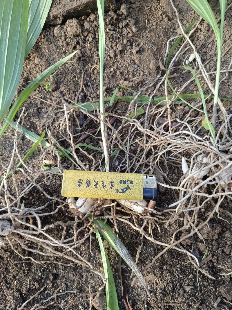 小紫花白芨苗
