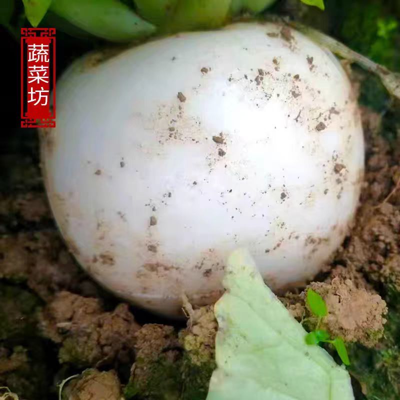 圆萝卜白萝卜大量有货，保质保量，量大从优，欢迎订购。