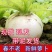 圆萝卜白萝卜大量有货，保质保量，量大从优，欢迎订购。