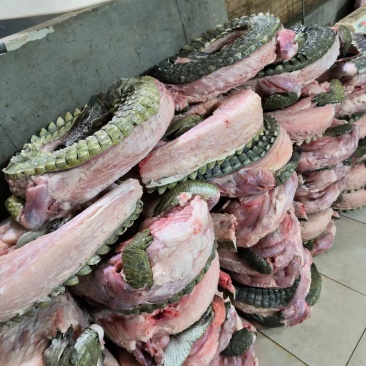 暹罗鳄商品鳄鱼，分割鳄鱼肉