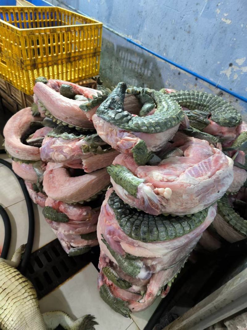 暹罗鳄商品鳄鱼，分割鳄鱼肉