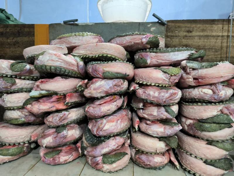 暹罗鳄商品鳄鱼，分割鳄鱼肉