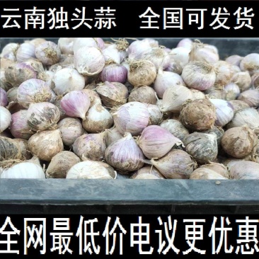 云南大理紫皮红皮独头蒜干蒜产地批发批发价10斤一箱起批