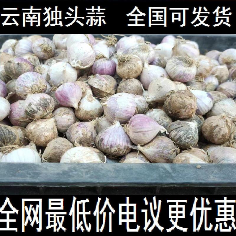 云南大理紫皮红皮独头蒜干蒜产地批发批发价10斤一箱起批