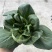 黑菜大量有货