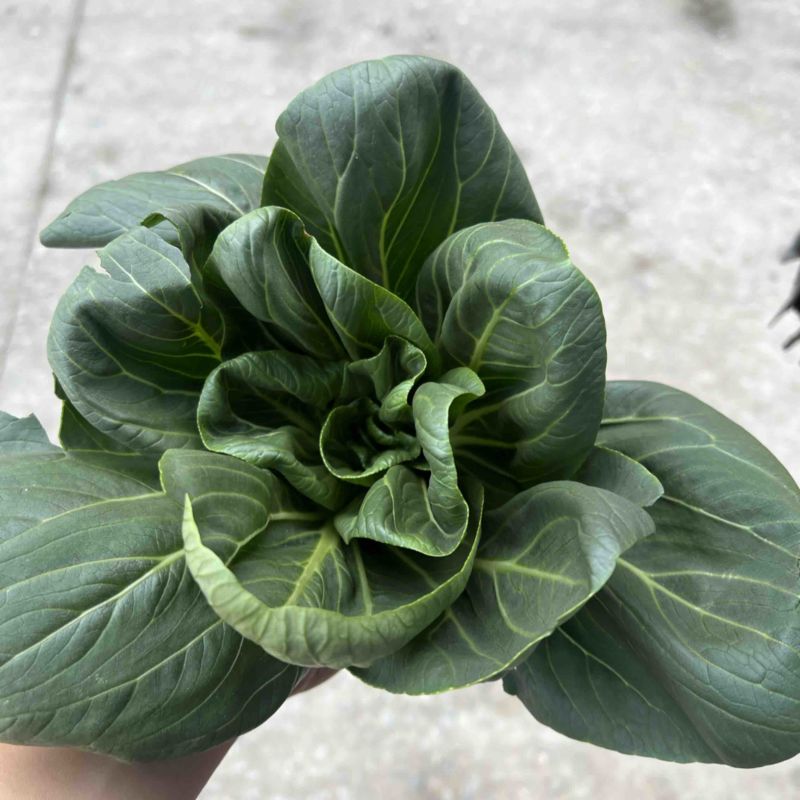 黑菜大量有货