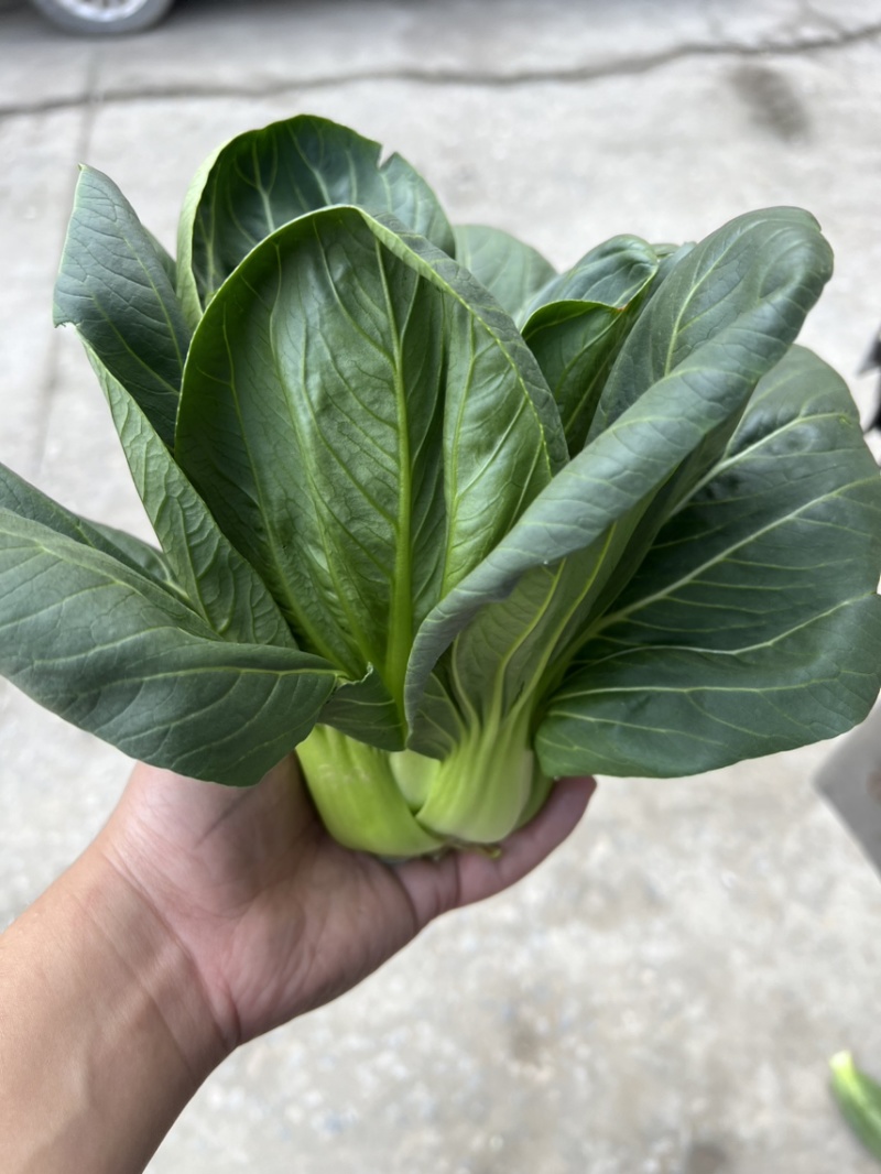 黑菜大量有货