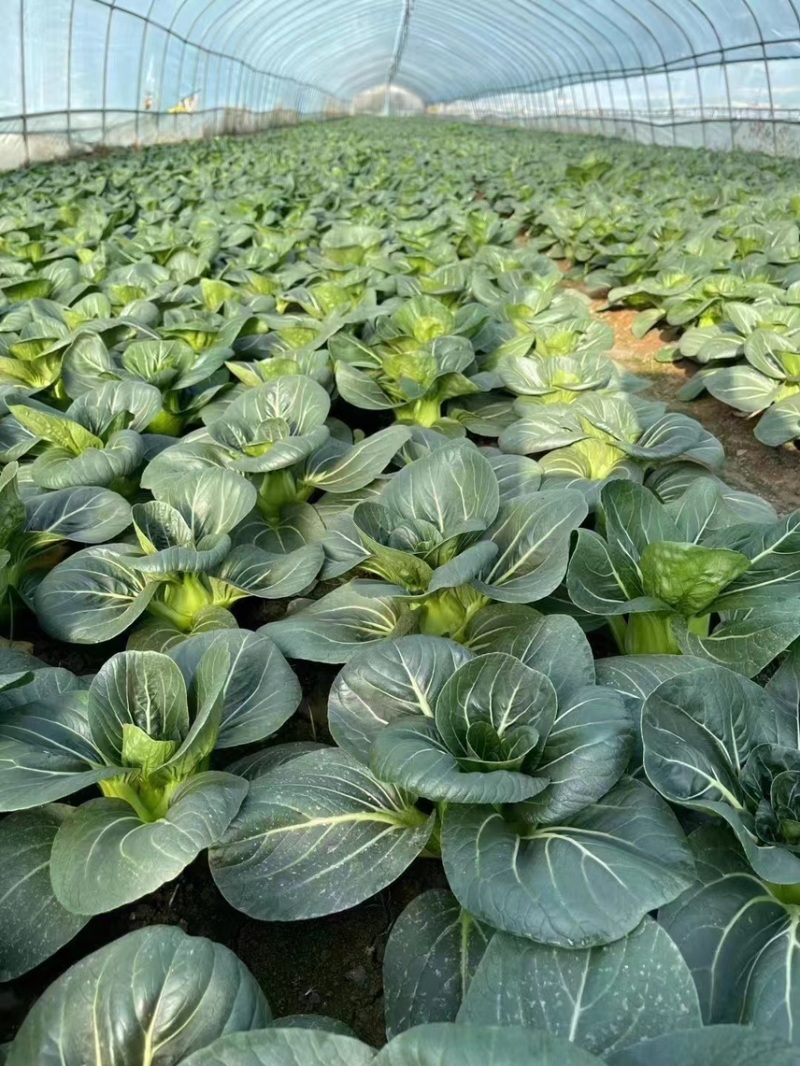 黑菜大量有货