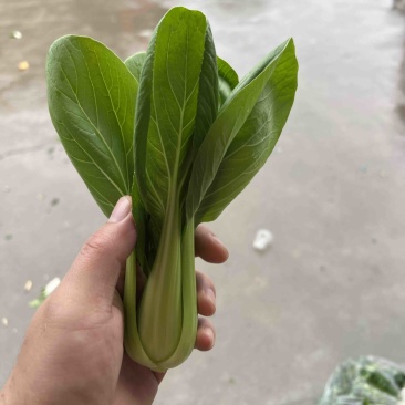 青菜大量上新保证品质对接全国市场商超