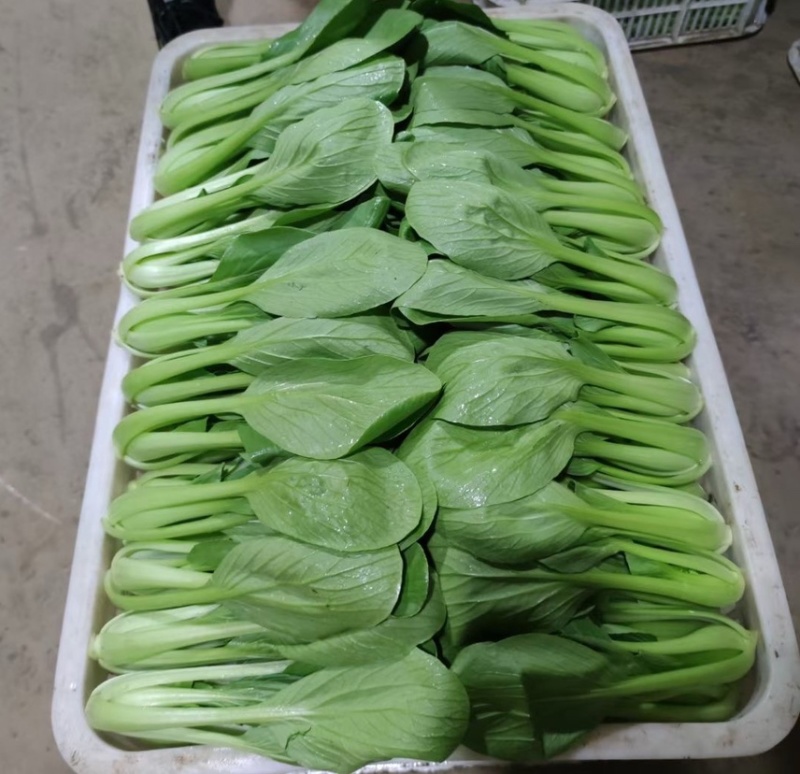 青菜大量上新保证品质对接全国市场商超
