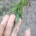贵州紫花毛慈菇苗，