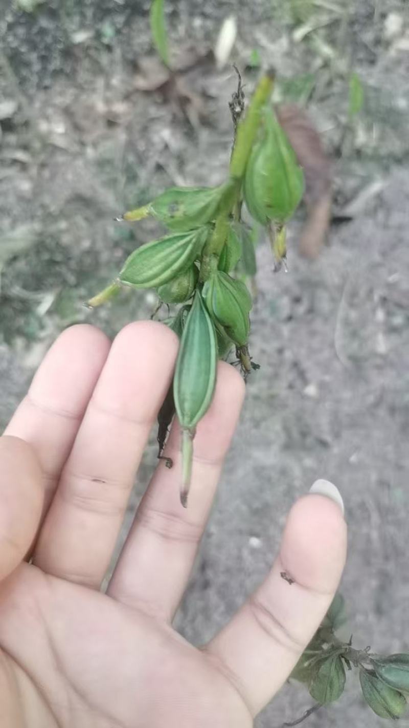 贵州紫花毛慈菇苗，