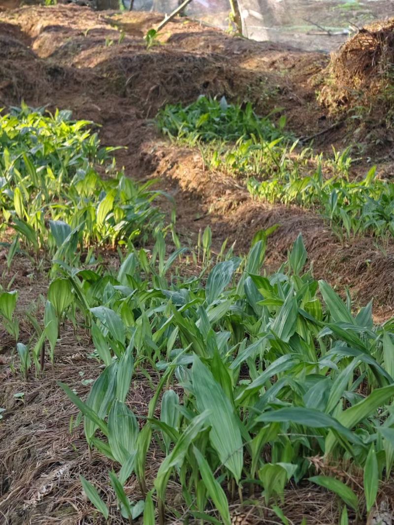 贵州紫花毛慈菇苗，