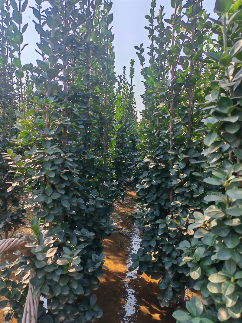 北海道黄杨树苗1-4年生0.3一3米根系好完好