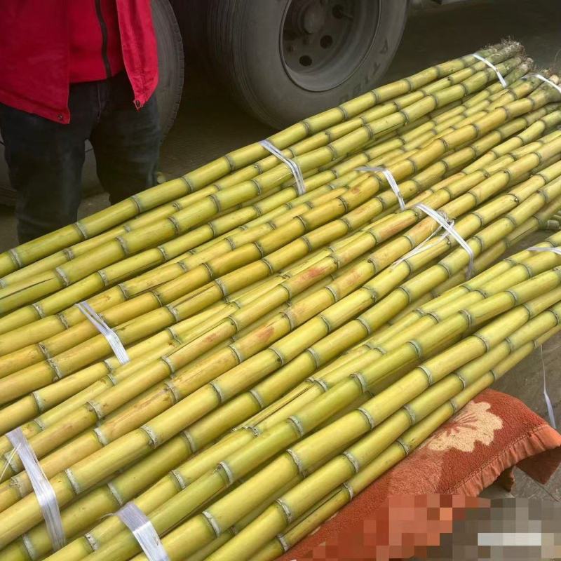 云南黄皮甘蔗大量有货清脆可口多汁对接全国市场