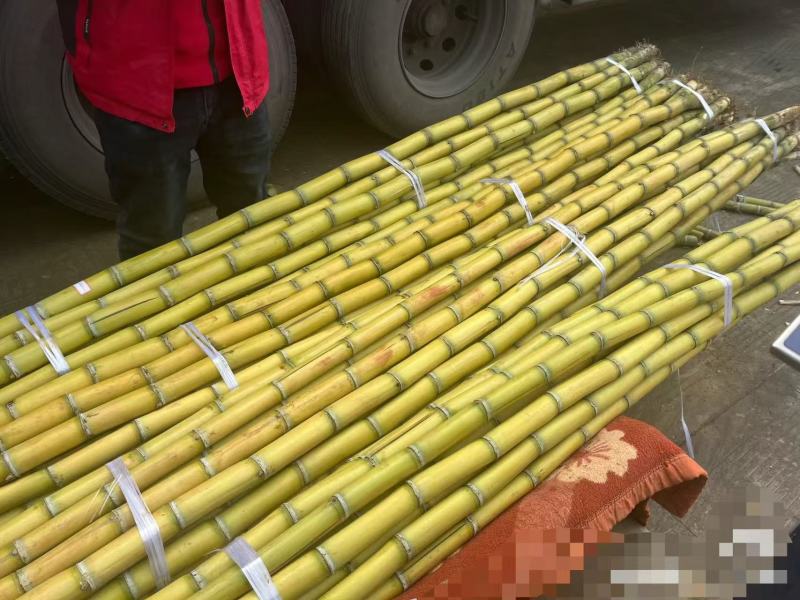 云南黄皮甘蔗大量有货清脆可口多汁对接全国市场