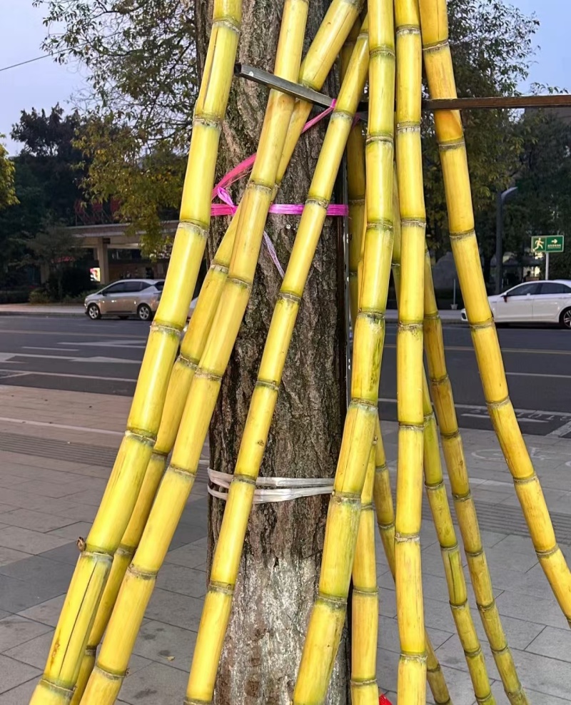 云南黄皮甘蔗大量有货清脆可口多汁对接全国市场