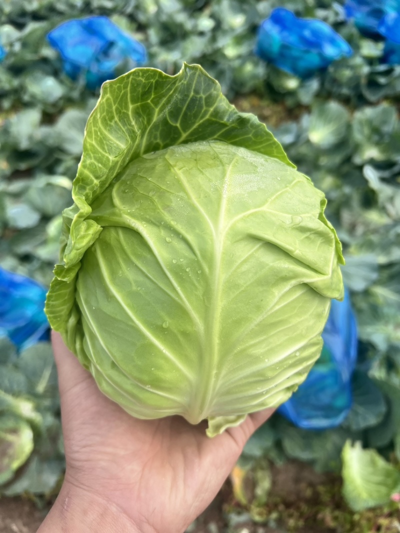 甘蓝大量有货货源充足