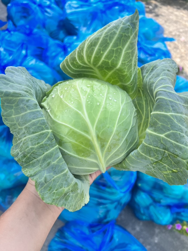 甘蓝大量有货货源充足