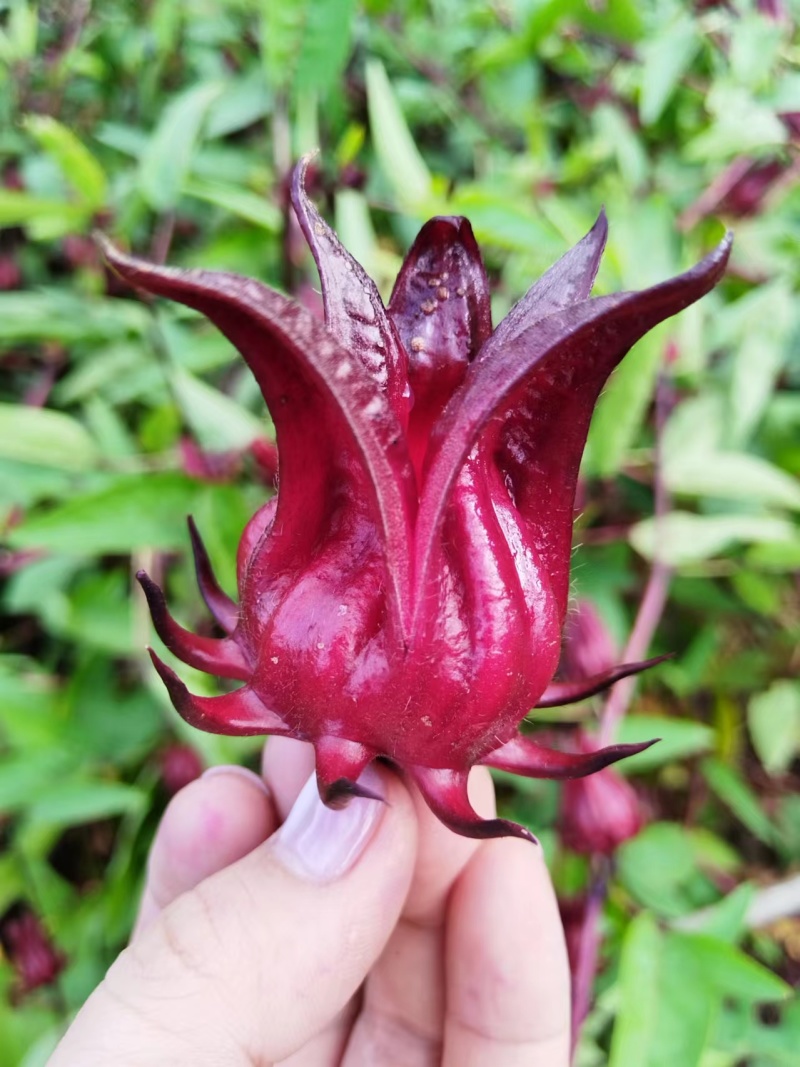 洛神花