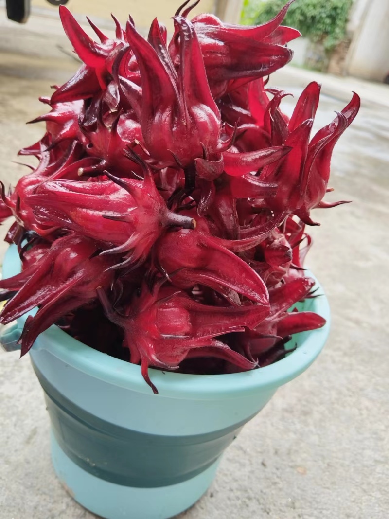 洛神花