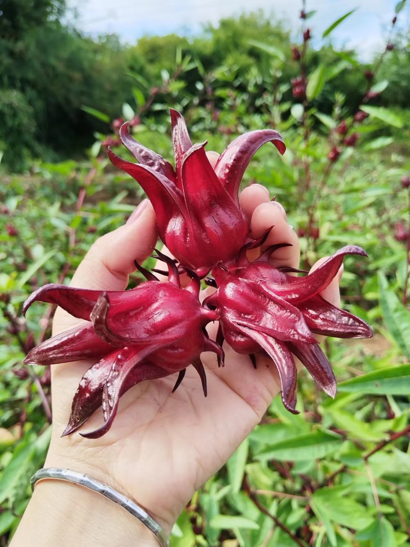 洛神花