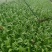 云南精品油麦菜苗、苗子无霜毒病，无灰霉病，无虫害和药害、