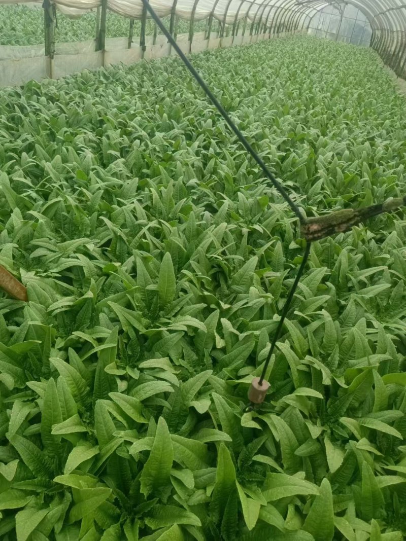 云南精品油麦菜苗、苗子无霜毒病，无灰霉病，无虫害和药害、
