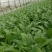 云南精品油麦菜苗、苗子无霜毒病，无灰霉病，无虫害和药害、