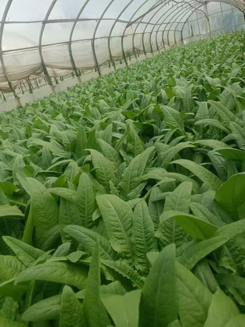 云南精品油麦菜苗、苗子无霜毒病，无灰霉病，无虫害和药害、