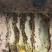 土蜂蜜深山百花蜜品质保证假一赔十，量大从优欢迎下单