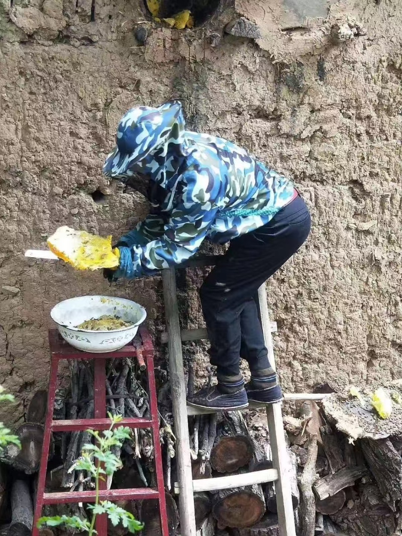 土蜂蜜深山百花蜜品质保证假一赔十，量大从优欢迎下单