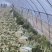 安徽宿州埇桥莴笋莴苣基地直发量大从优保质保量对接全国