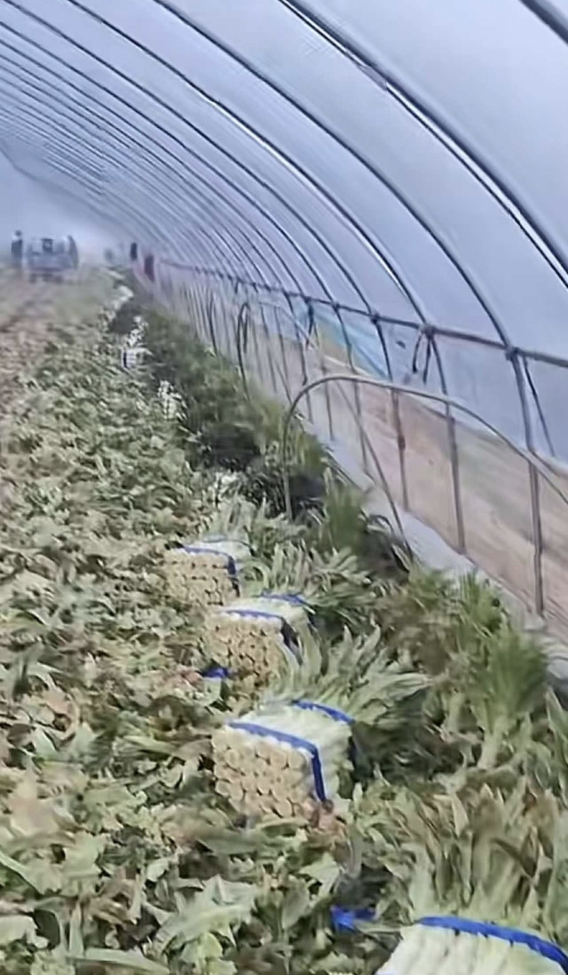 安徽宿州埇桥莴笋莴苣基地直发量大从优保质保量对接全国