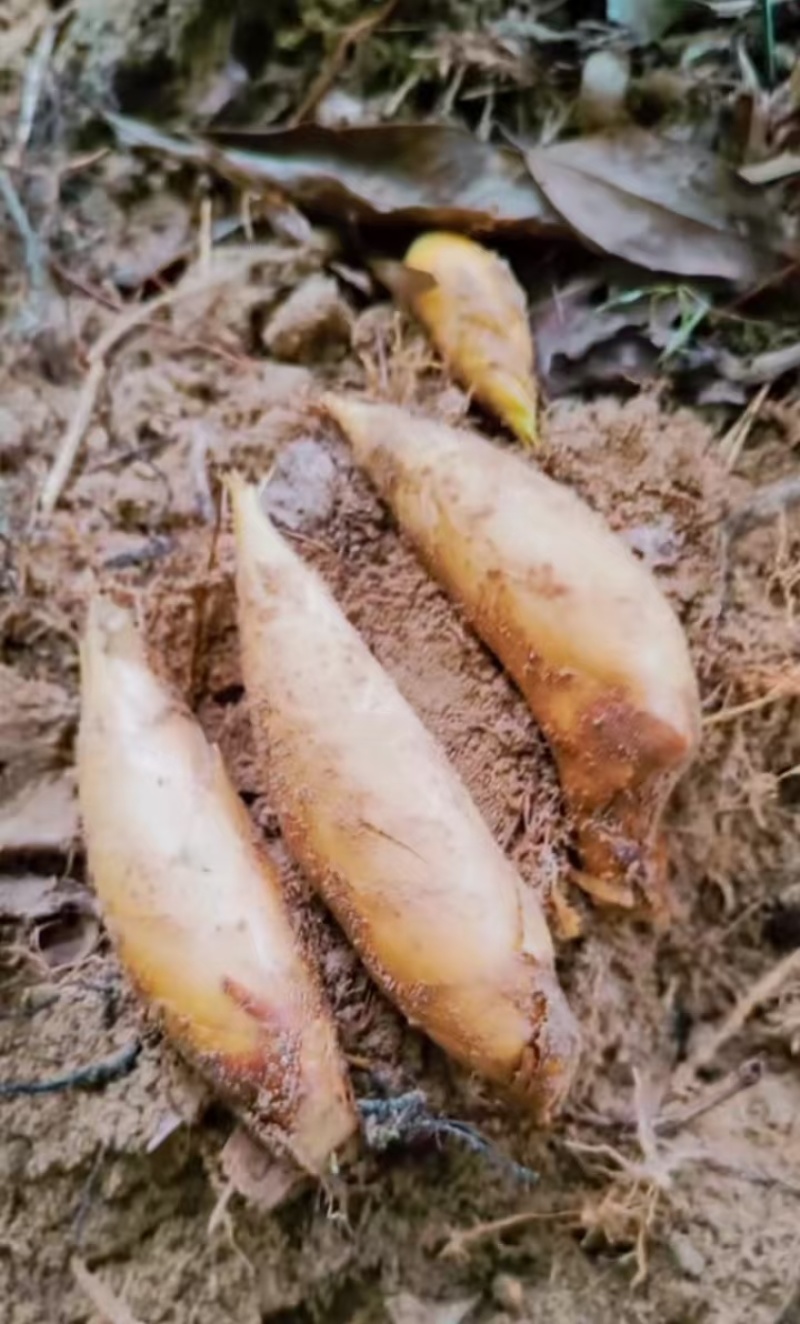 黄泥巴冬笋