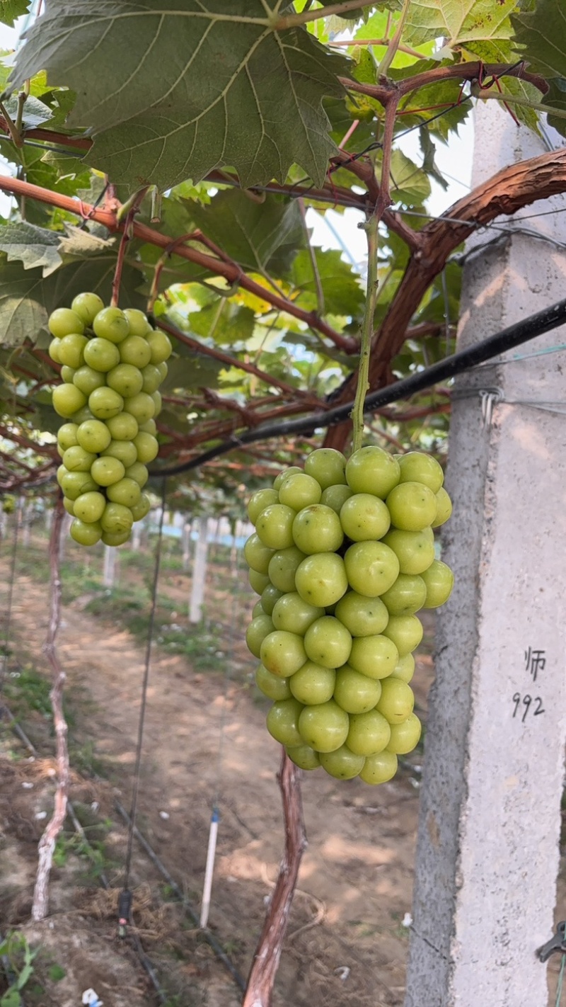 山东省青岛市阳光玫瑰