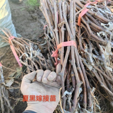 夏黑葡萄苗