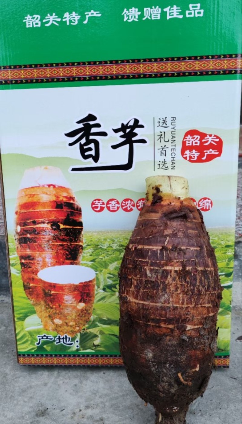 乳源桂头镇本地香芋{晚芋}