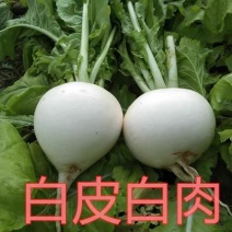 圆萝卜白圆萝卜湖北宜昌萝卜新鲜萝卜产地供应大量有货
