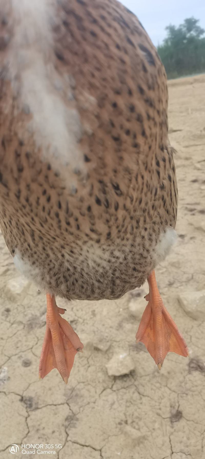 广西南宁加黄麻鸭，母鸭多多，均5.78斤