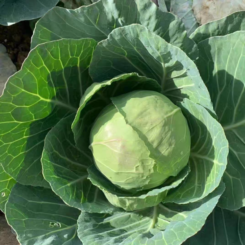 甘蓝一手货源产地现发支持视频看货保质保量欢迎订